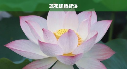 莲花味精辟谣，真相与误解的较量