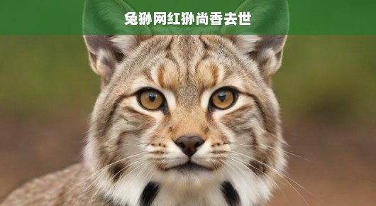 兔狲网红狲尚香离世，令人痛心的消息