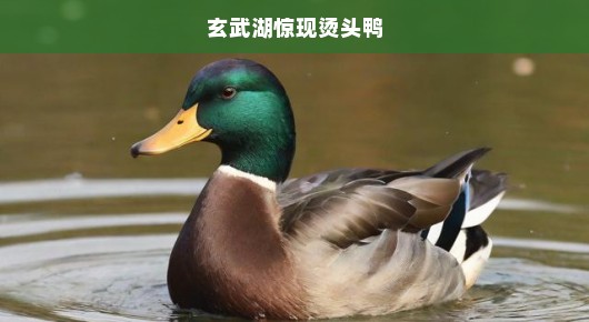 玄武湖惊现神秘烫头鸭—一场意外的生态奇遇