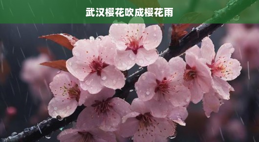 樱花雨中的武汉，一场视觉盛宴的期待