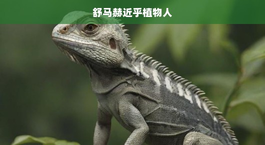 舒马赫近乎植物人的危机时刻