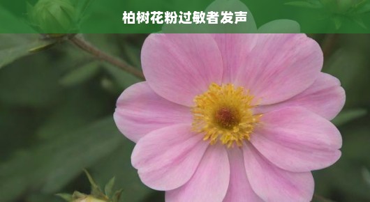 柏树花粉过敏者的发声，一场与健康抗争的战役