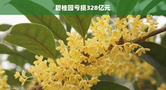 碧桂园亏损达328亿元，深度剖析与应对策略