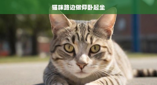 猫咪路边做仰卧起坐，一场意外的邂逅与惊喜的发现