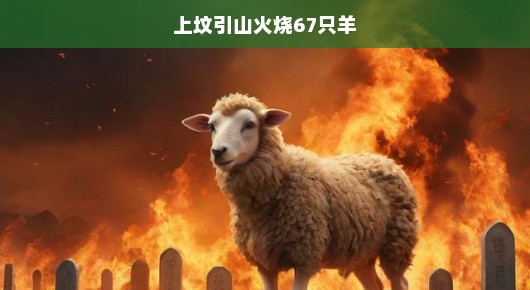 上坟引发山火，烧毁67只羊—一场意外的悲剧