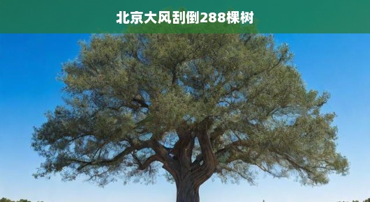 北京大风肆虐，288棵树遭厄运