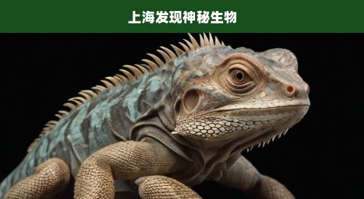 上海惊现神秘生物，探寻未知之谜
