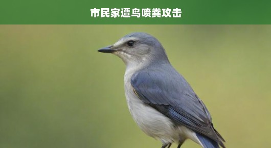 市民家中遭遇鸟喷粪攻击，突如其来的困扰与应对之道