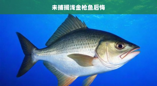 未捕的搁浅金枪鱼与深深的后悔