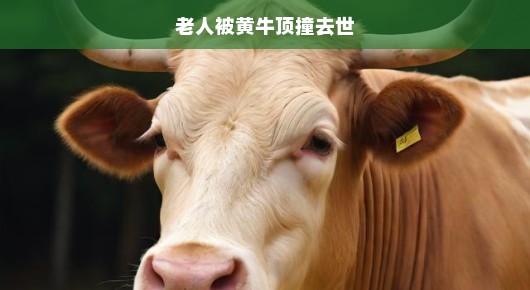 痛心疾首，老人遭黄牛顶撞不幸离世