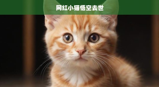 网红小猫悟空离世，无尽哀思与深深遗憾
