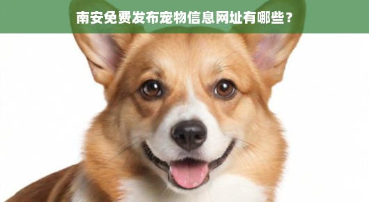 南安免费发布宠物信息网址有哪些