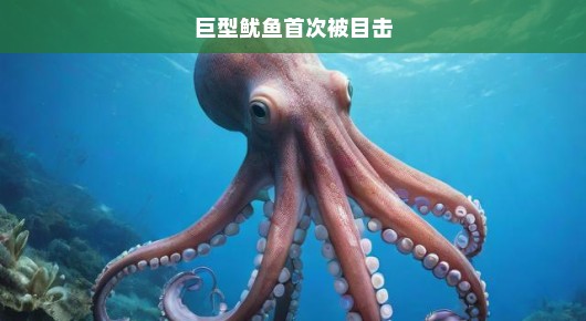 巨型鱿鱼首次被目击，深海巨兽的神秘面纱揭晓