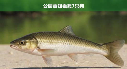 公园毒饵导致七犬悲剧，呼吁共同关注公共安全
