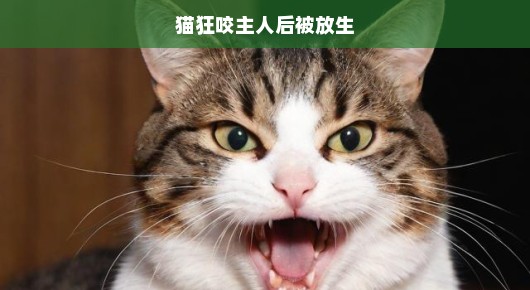 猫狂咬主人后的紧急处理与放生行动