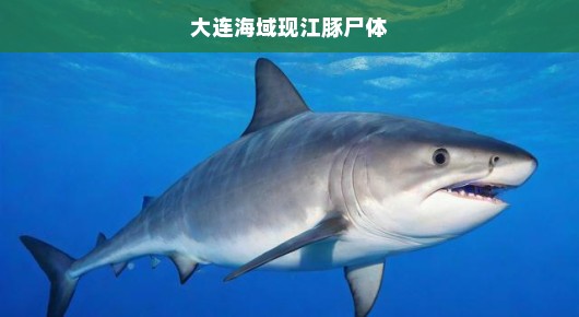大连海域惊现江豚尸体，呼唤海洋生态保护的紧急行动