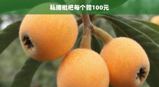 私摘枇杷每个赔100元，维护果园秩序，保护个人权益的紧迫呼吁