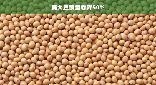 美大豆销量骤降50%全球供应链重塑挑战重重