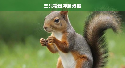三只松鼠冲刺港股，蓄势待发，期待一飞冲天