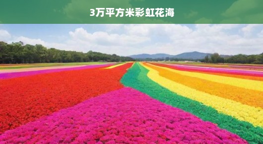 揭秘，3万平方米彩虹花海—一场视觉盛宴的盛宴！