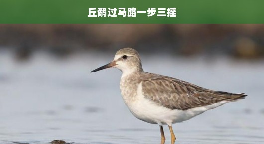 丘鹬过马路，一步三摇的谨慎之旅
