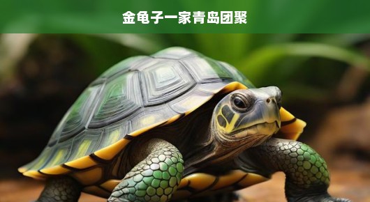 金龟子一家青岛团聚，久违的温馨时光