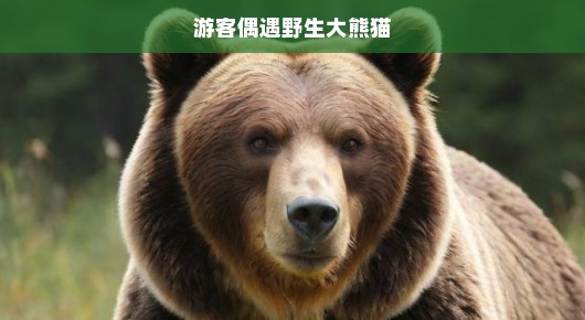 偶遇熊猫奇缘，游客眼中的野生大熊猫邂逅记