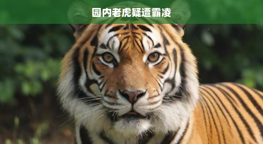 园内老虎疑遭霸凌，一场无声的危机呼唤关注与保护