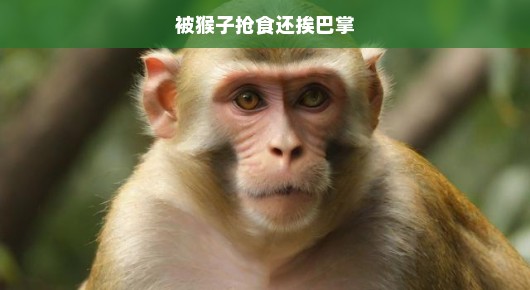 被猴子抢食还挨巴掌，一次意外的冒险经历