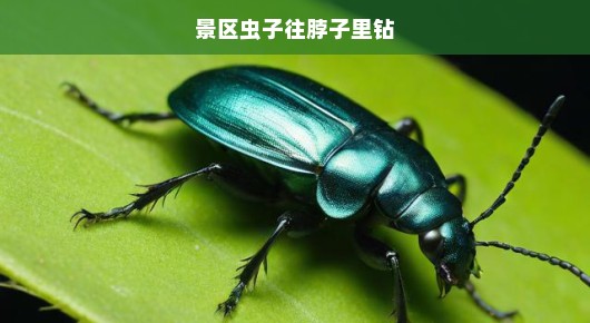 景区惊魂，虫子疯狂往脖子里钻