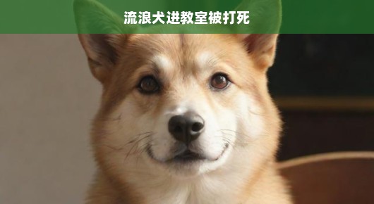 流浪犬遭难误入教室，紧急呼吁行动与反思，拯救无辜生命刻不容缓！