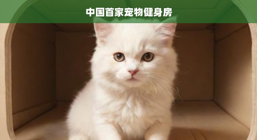 重磅！中国创新首间宠物健身房，引领宠物健康新时代，快启健康新纪元！
