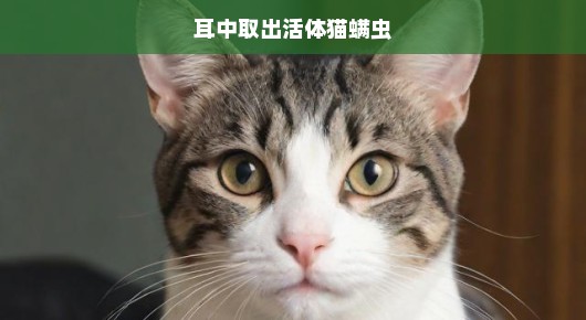 宠物健康紧急救援行动，耳中取出活体猫螨虫，刻不容缓！