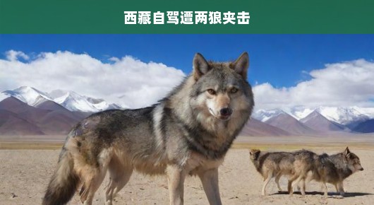 西藏自驾惊险遭遇！生死考验，狼群夹击下的狼狈时刻！
