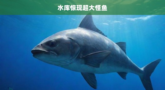 水库惊现巨型怪鱼！神秘生物掀起探寻热潮，真相迫在眉睫！