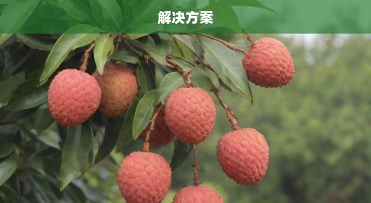 荔枝价格暴跌至低位，果农与消费者面临困境，该如何应对？急寻解决方案！