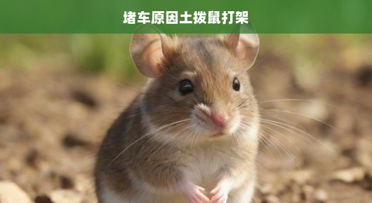 土拨鼠意外引发大规模交通混乱，堵车背后的离奇真相，急迫待解！