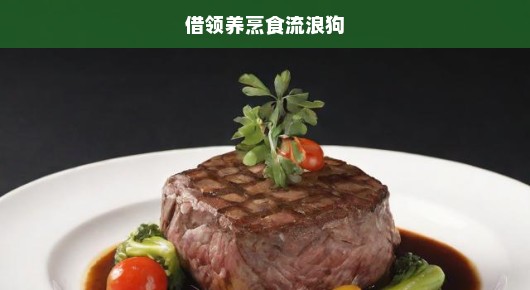 紧急行动！领养流浪狗，烹饪爱心餐，拯救无辜生命，传递温暖与爱的力量！