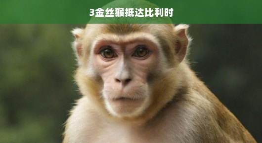 金丝猴跨越万里赴比利时，珍稀物种友谊之旅呼唤全球关注与保护！