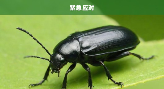 武功山惊现大量臭屁虫泛滥，生态危机逼近，亟待紧急应对！