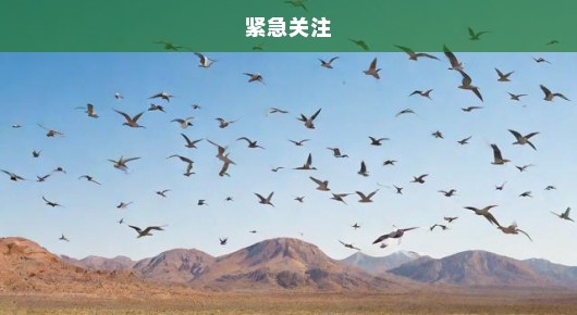 惊人！加州天空罕见景象曝光，数百鸟儿空中突发异象，引发紧急关注！