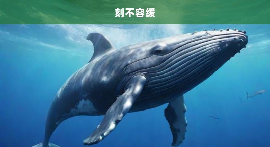 虎鲸母子公园遇险，紧急救援行动刻不容缓！