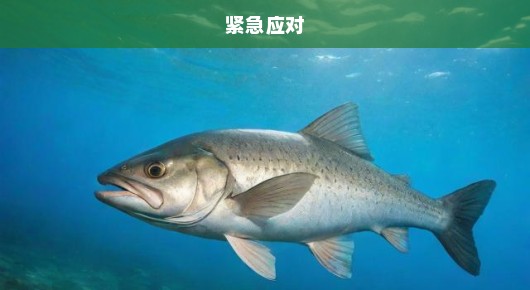 湖南某河惊现死鱼泛滥，生态危机迫在眉睫，紧急应对刻不容缓！