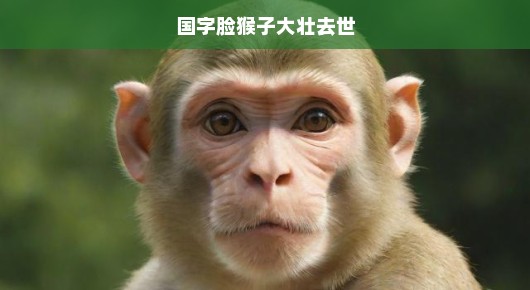 国字脸猴子大壮离世，哀痛之余的反思与呼唤！急诉生命的无常与珍贵！