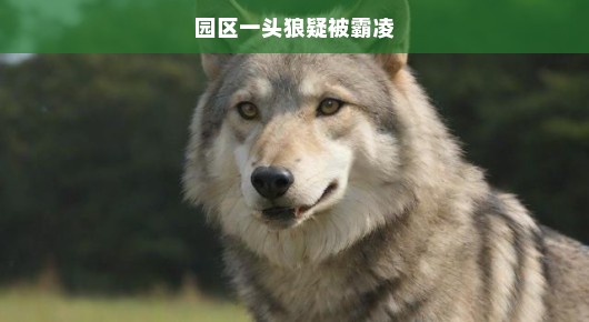 园区狼遭遇霸凌危机，正义呼声高亢，急盼保护之手伸张正义，守护行动刻不容缓！
