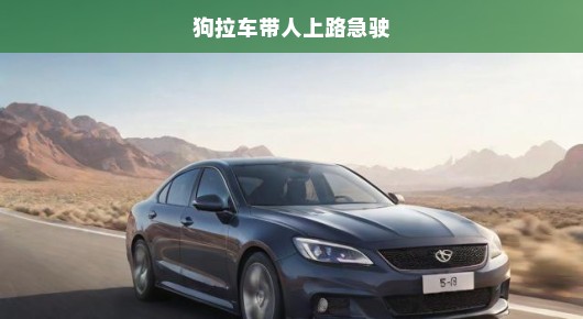 急驰犬拉车冒险之旅，一场热血沸腾的极速征途！不容错过的惊险之旅！