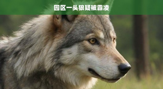 园区狼遭遇霸凌危机，生死攸关！紧急关注与援助行动，刻不容缓，拯救行动分秒必争！