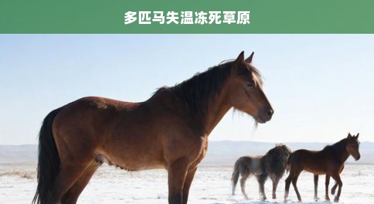 草原悲剧再现！严寒冬季，多匹无辜马匹因失温惨死！