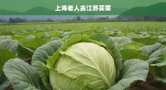 上海老人热衷江苏买菜之旅，热衷程度超乎想象，急切抢购新鲜食材！