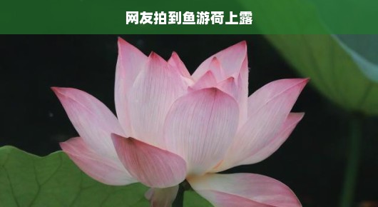 网友偶遇荷上鱼游露凝时，大自然神秘邂逅惊艳瞬间！